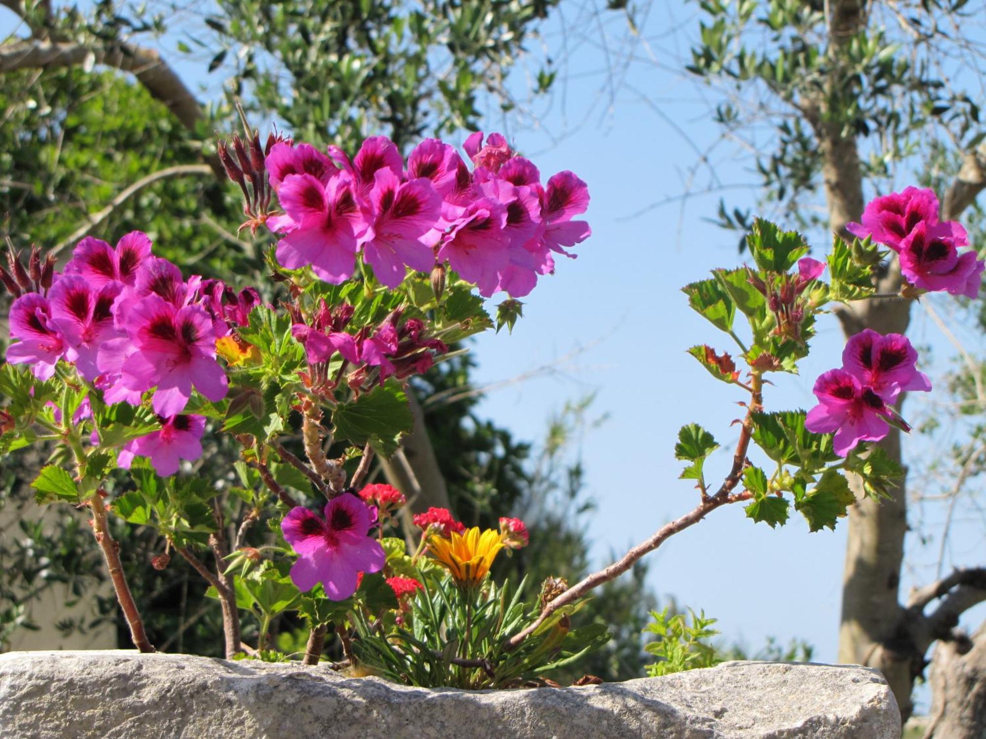 Torre Pinta Masseria Medioevale Otranto Exterior foto